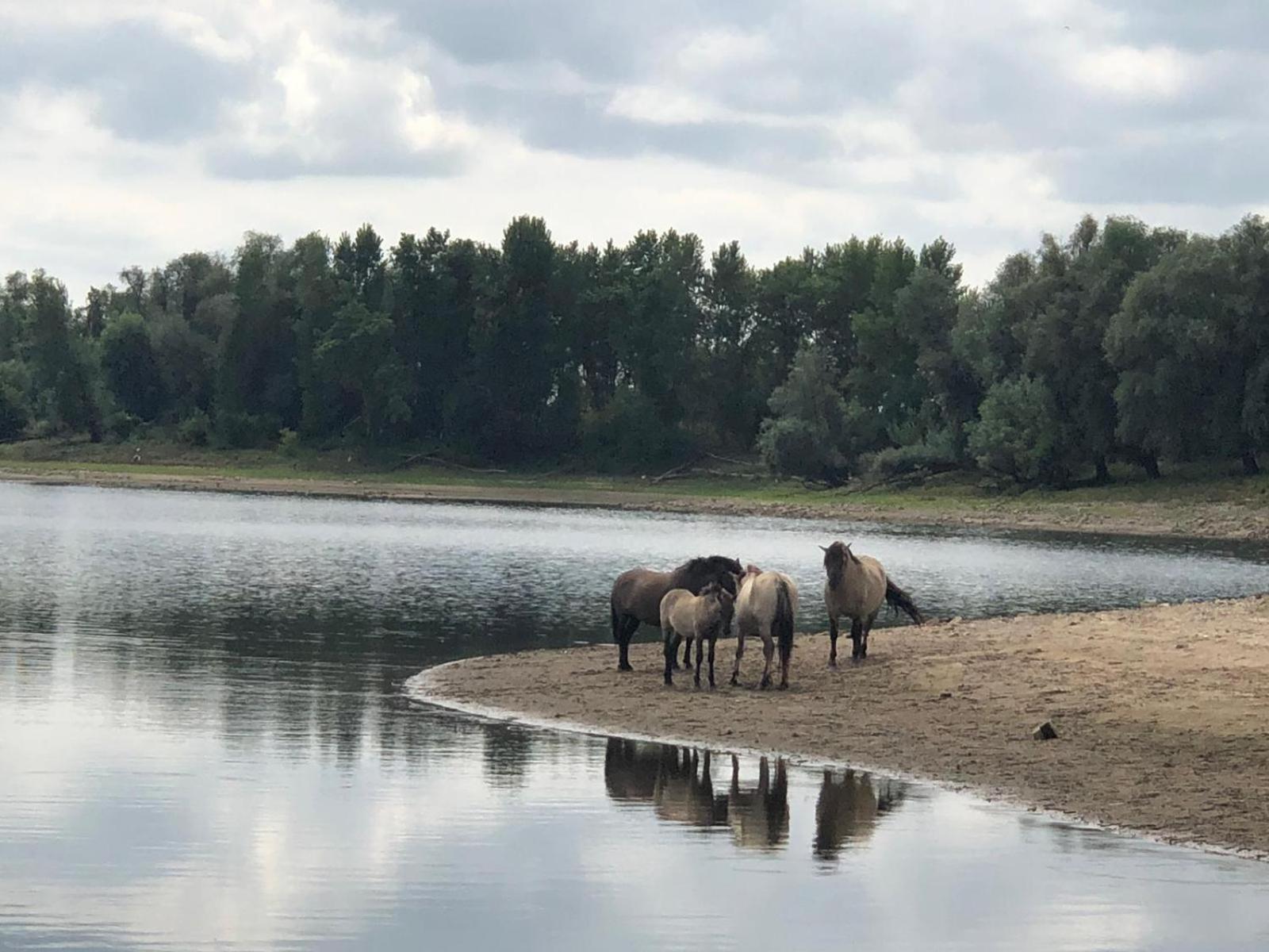 De Hazelaarshof Luxe Glampingtent Bij Natuurgebied De Millingerwaard Kekerdom المظهر الخارجي الصورة